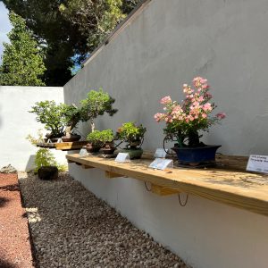Fotografía de detalle en el Museo Municipal del Bonsái en Collado Villalba, mostrando estantes flotantes de madera maciza para la exposición de plantas sobre un muro blanco enfoscado y suelo de grava clara.