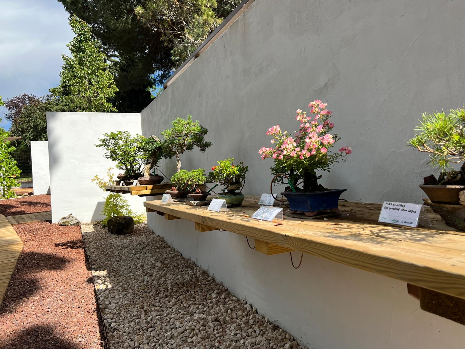 Fotografía de detalle en el Museo Municipal del Bonsái en Collado Villalba, mostrando estantes flotantes de madera maciza para la exposición de plantas sobre un muro blanco enfoscado y suelo de grava clara.