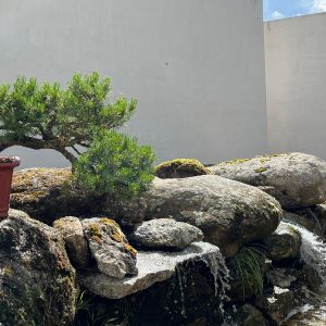 Bonsái en maceta cerámica expuesto sobre rocas naturales con una pequeña cascada de agua corriente frente a un muro blanco liso en el Museo del Bonsái, diseñado por Espacio Acorde.