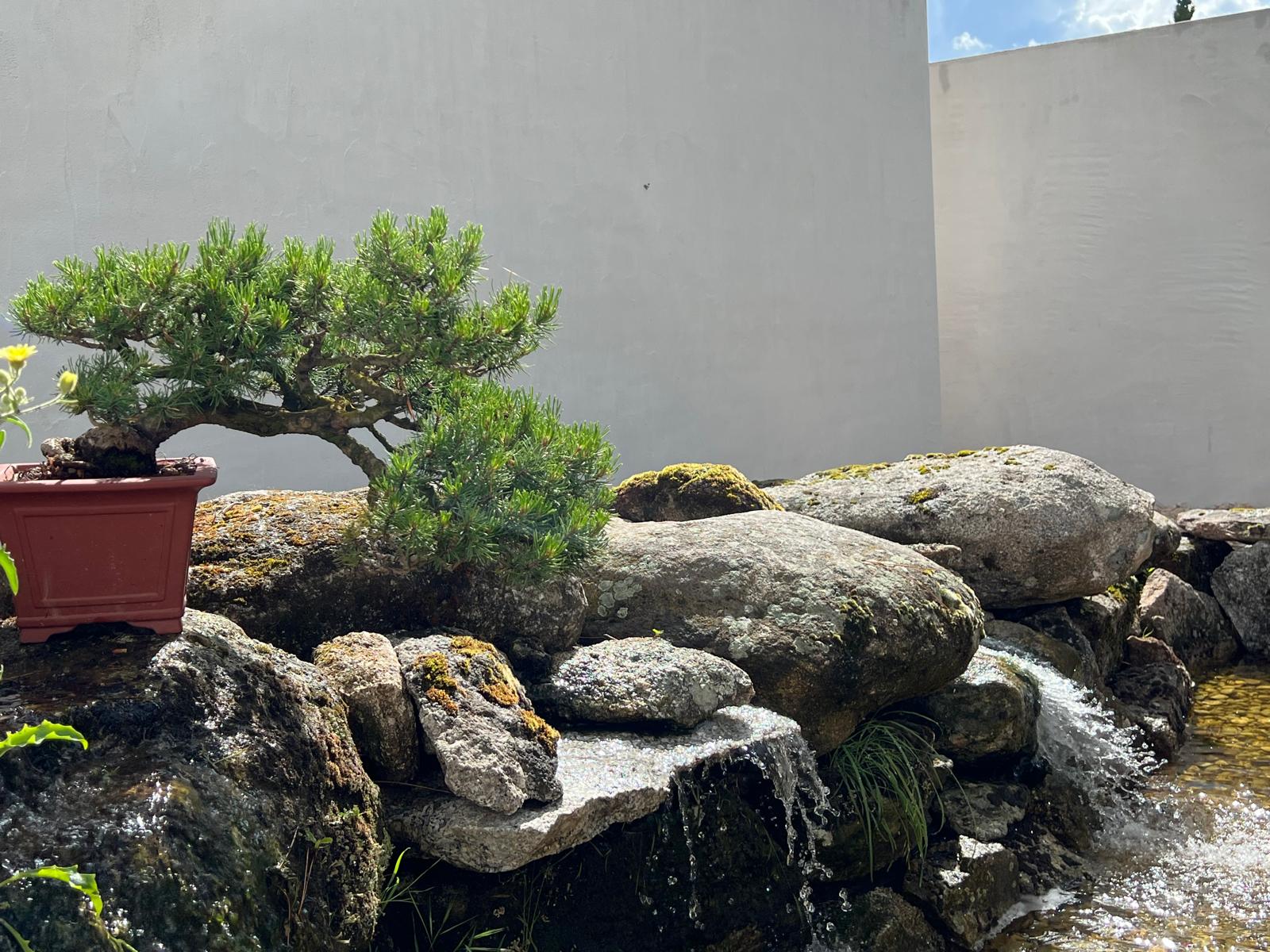 Bonsái en maceta cerámica expuesto sobre rocas naturales con una pequeña cascada de agua corriente frente a un muro blanco liso en el Museo del Bonsái, diseñado por Espacio Acorde.