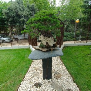 ejemplar de bonsái expuesto sobre una laja de pizarra natural tallada a modo de peana, en el circuito exterior del Museo Municipal del Bonsái de Collado Villalba.
