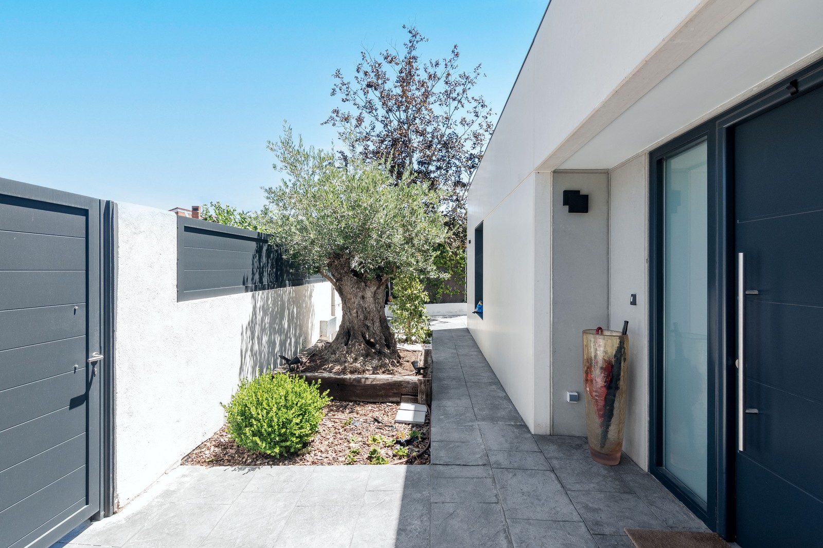 Entrada peatonal principal de una vivienda unifamiliar de obra nueva en Madrid con olivo centenario enmarcado en madera, fachada blanca y puerta gris grafito.