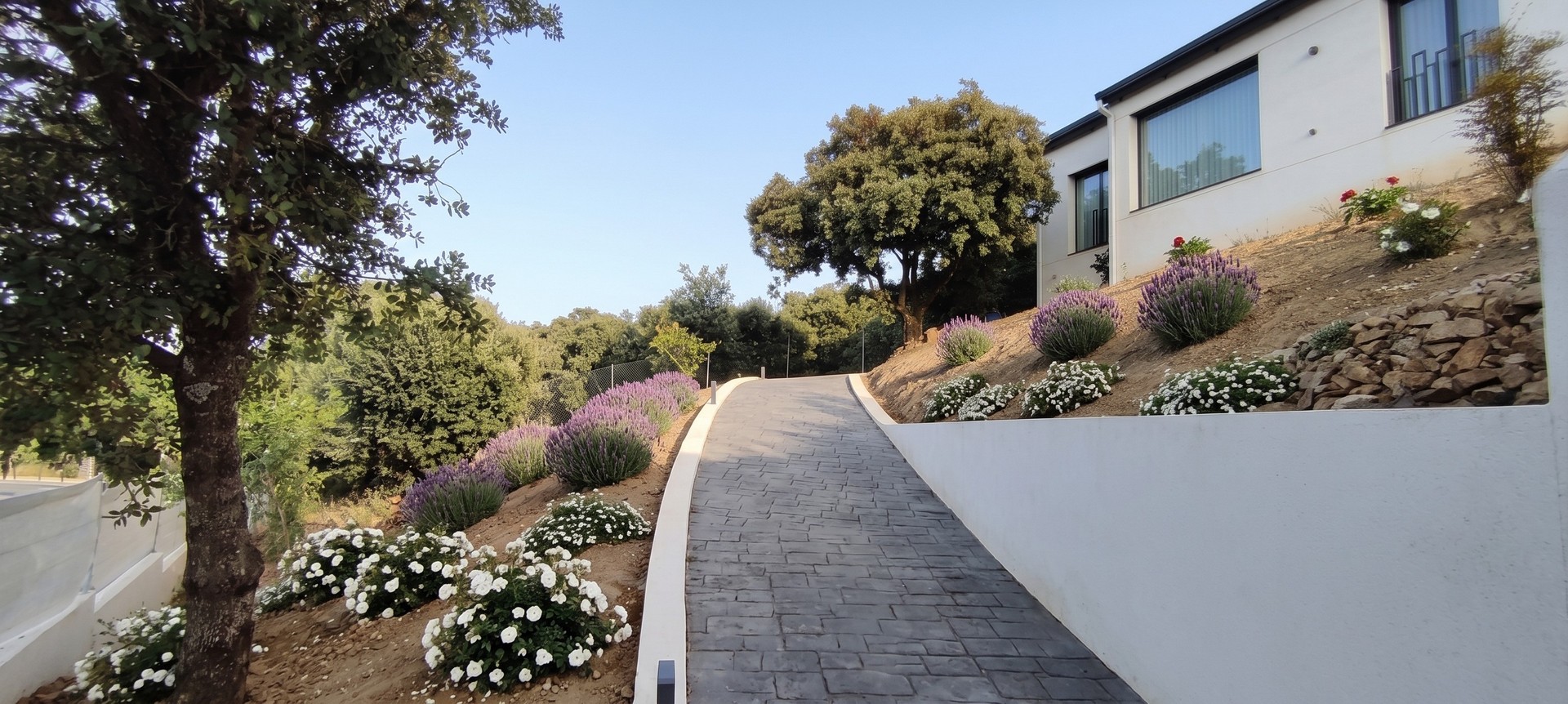 Vista ascendente de la rampa de acceso a vivienda unifamiliar en El Escorial (Madrid), pavimentada con adoquín gris, flanqueada por muro de contención blanco y taludes ajardinados con lavandas en torno a una encina , por Espacio Acorde.